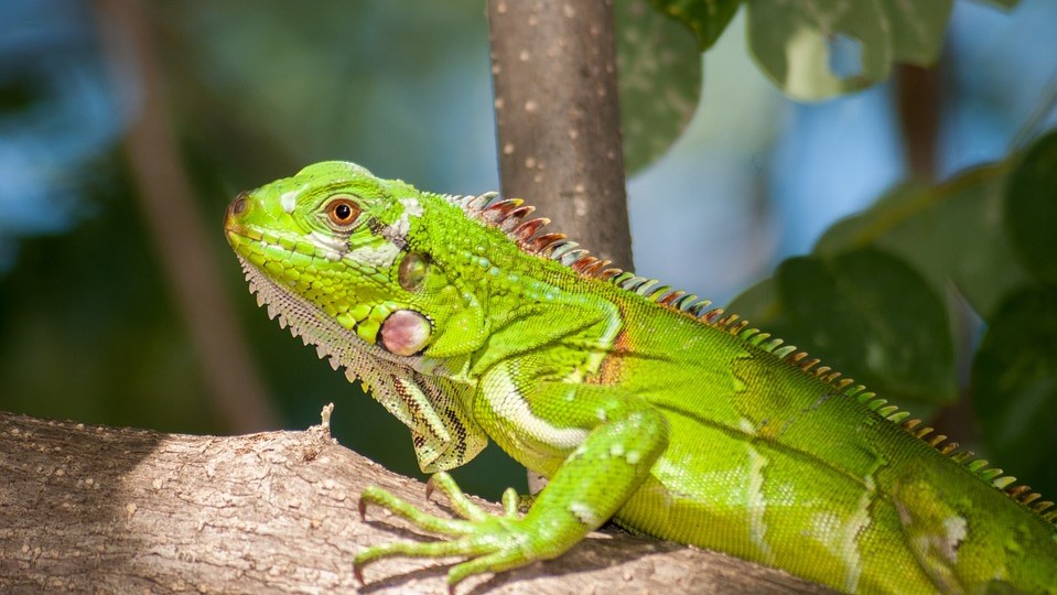 Iguanas Falling from Florida Trees: Why? - WeatherNation