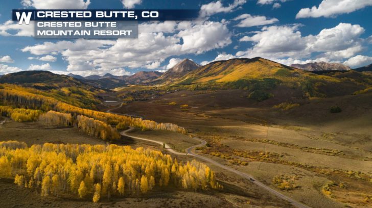 Colorado's Aspen Trees Are The Largest Living Organism in North America