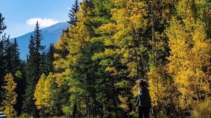 Colorado's Aspen Trees Are The Largest Living Organism in North America