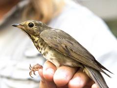 The Chubby Bird Gets the Worm: It's Songbird Migration Season