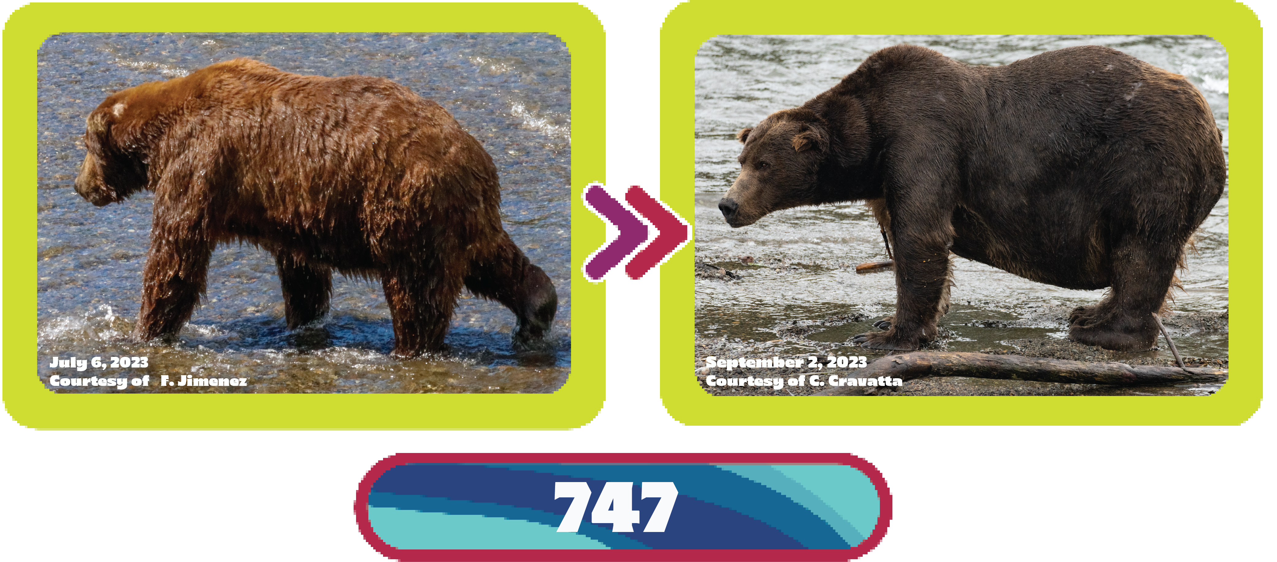 Fat Bear Week 2023 - Katmai National Park & Preserve (U.S. National Park  Service)