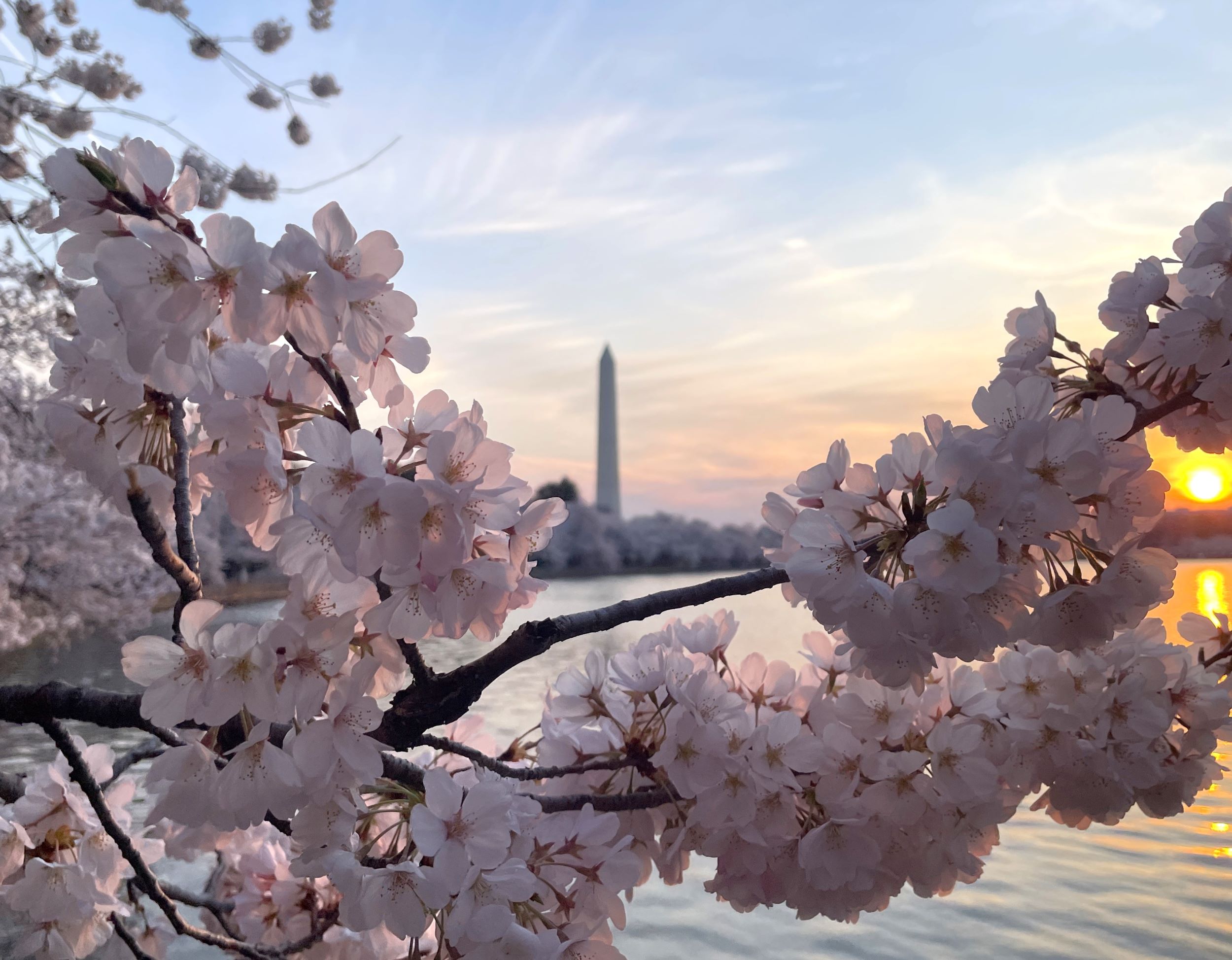 PEAK BLOOM - Cherry Blossoms Emerge at the National Mall